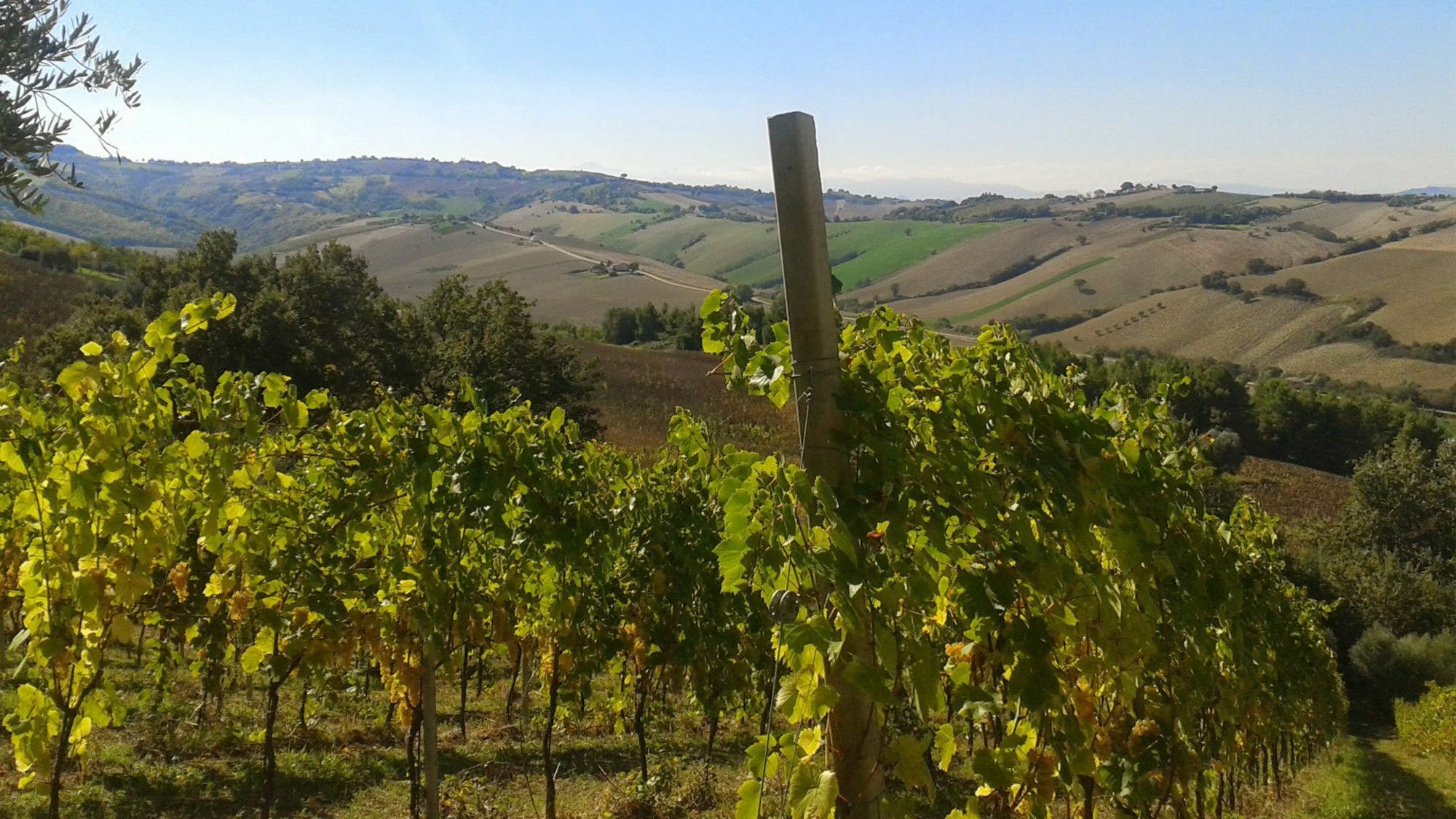 Agriturismo Le Vigne フェルモ エクステリア 写真
